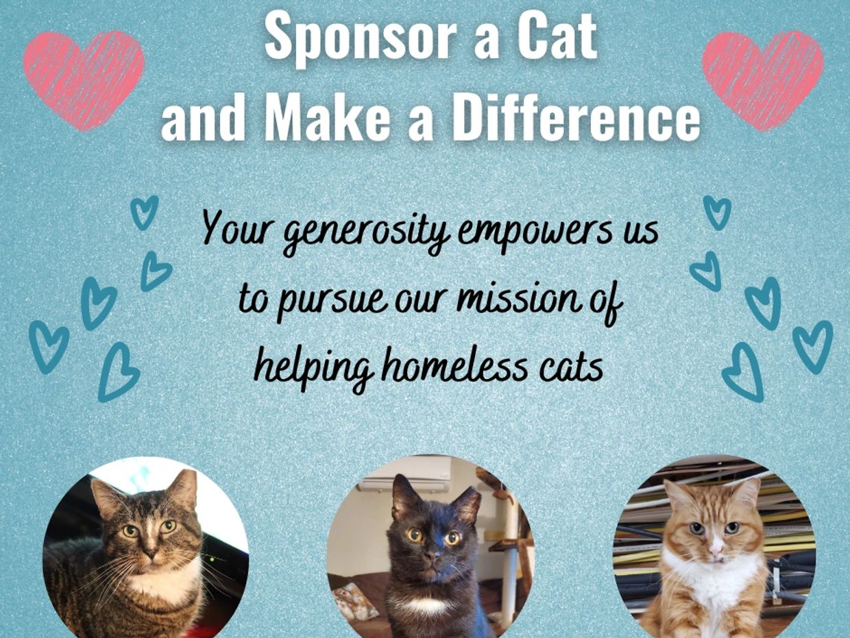 Sponsor a Cat Jen's Adoptable Cats